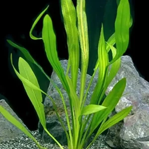 Uruguay-Schwertpflanze: Echinodorus uruguayensis -Topf- Bestseller
