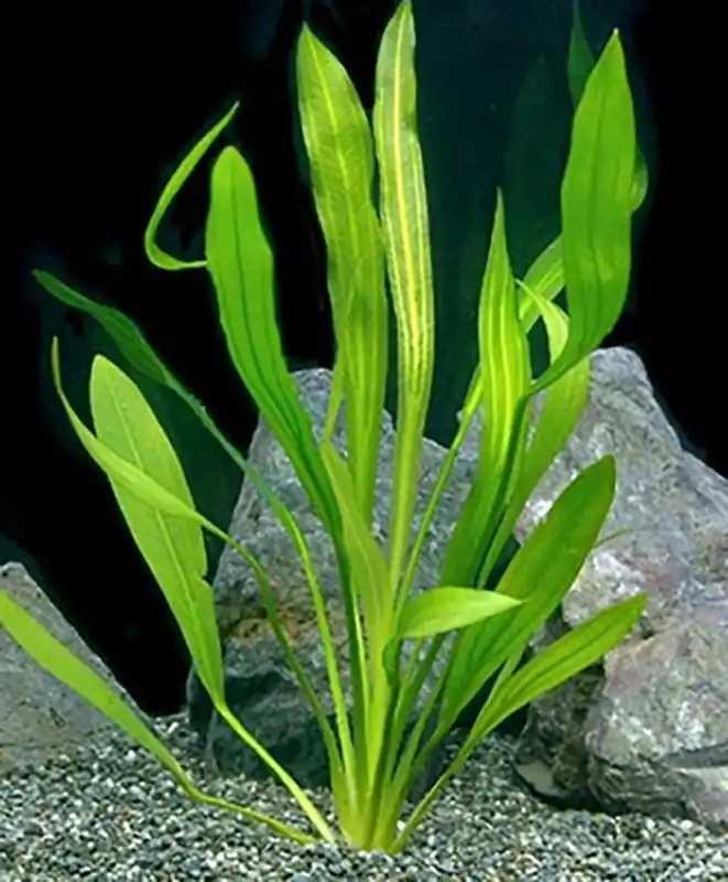 Uruguay-Schwertpflanze: Echinodorus uruguayensis -Topf- Bestseller