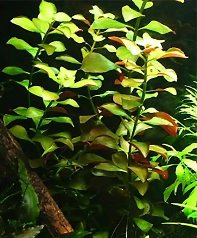 Kriechende Ludwigie: Ludwigia repens -Topf- Geprüft