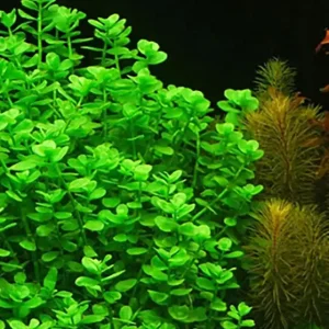 Süßohr-Fettblatt: Bacopa monnieri var., Hedyotis salzmannii -Topf- Top-Preis