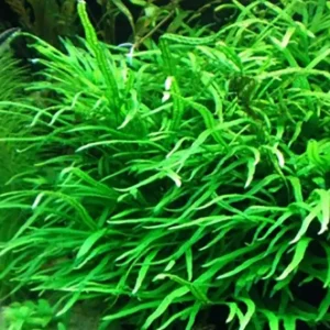 Preisreduziert Trident-Javafarn: Microsorum pteropus -Trident -Topf-