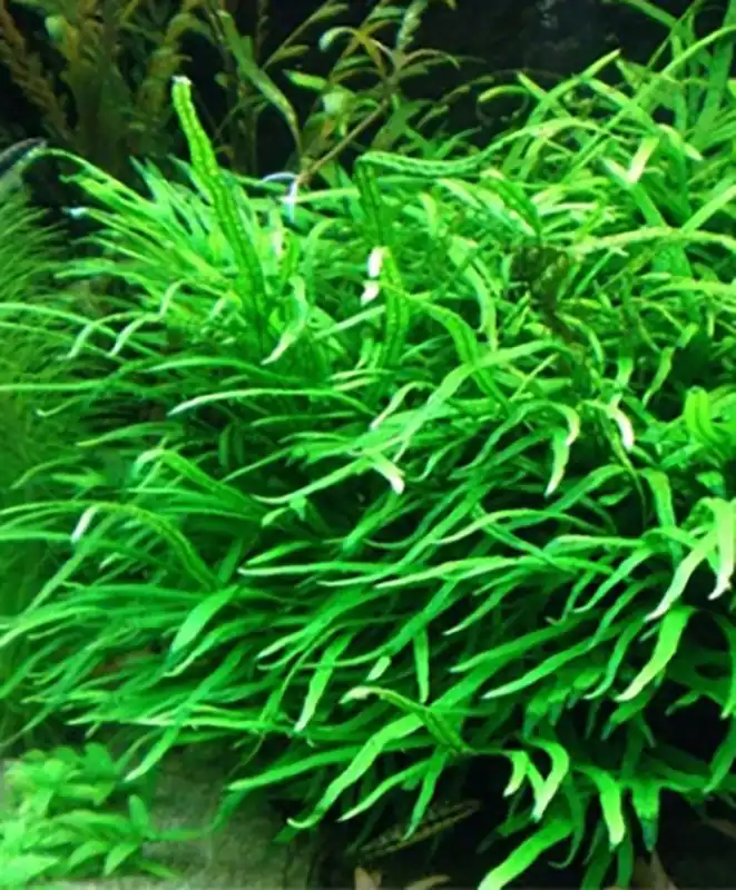 Preisreduziert Trident-Javafarn: Microsorum pteropus -Trident -Topf-