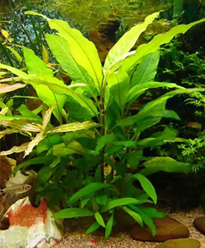 Siam-Wasserfreund, Siamesischer Wasserfreund, Siam-Kirschblatt: Hygrophila siamensis- -Topf- Must-Have