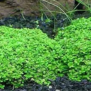 Kuba-Perlkraut (HCC): Hemianthus callitrichoides -Cuba- -Topf- Echt