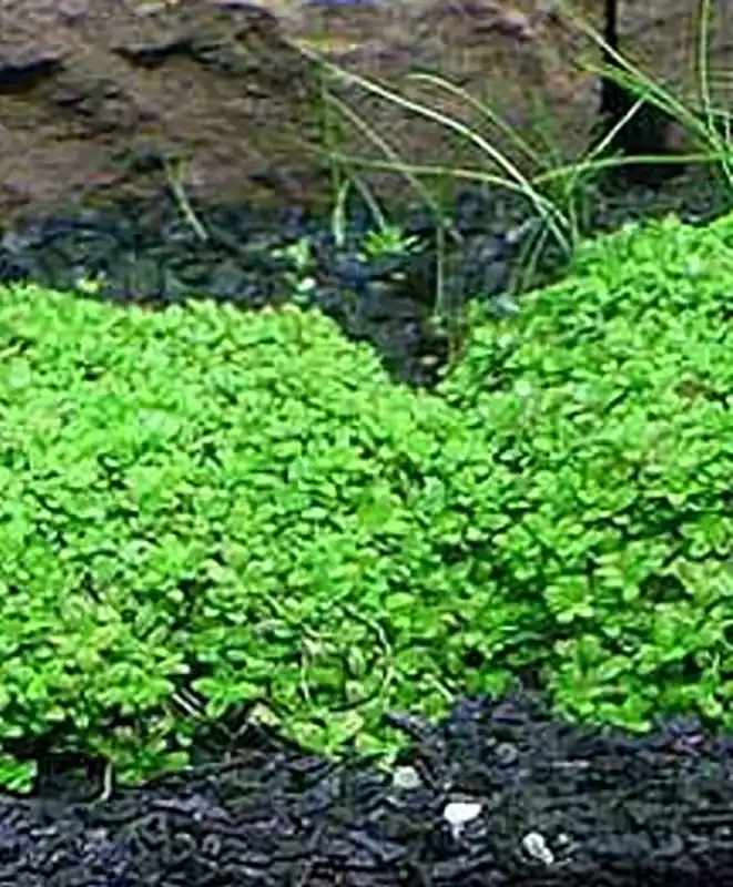 Kuba-Perlkraut (HCC): Hemianthus callitrichoides -Cuba- -Topf- Echt