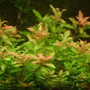 Rosanerviger Wasserfreund (Hygrophila polysperma -Rosanervig-) -Bund- Top-Seller