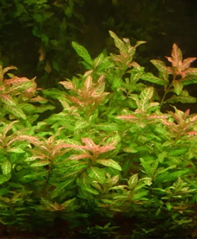 Rosanerviger Wasserfreund (Hygrophila polysperma -Rosanervig-) -Bund- Top-Seller