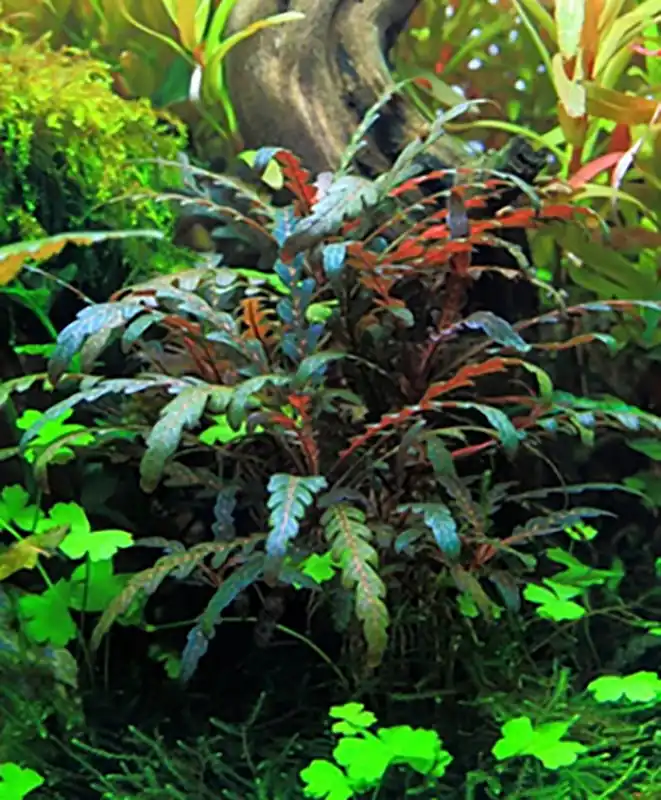 Fiederblättriger Wasserfreund: Hygrophila pinnatifida -Topf- Preisknaller