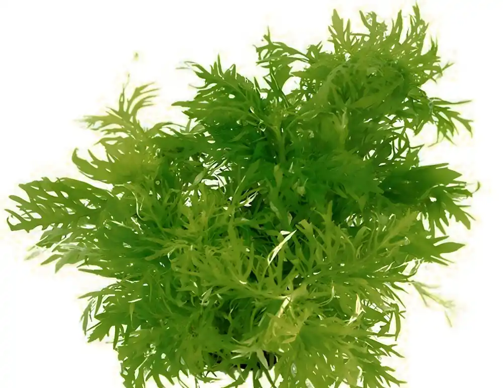 Indischer Wasserwedel (Hygrophila difformis) -Bund- Beliebt