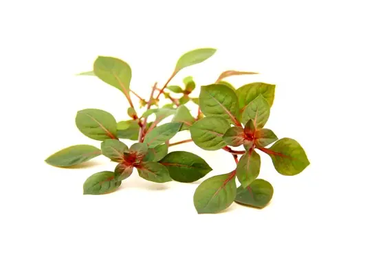 Sumpf-Ludwigie, Sumpf-Heusenkraut: Ludwigia palustris -Topf- Jetzt Bestellen