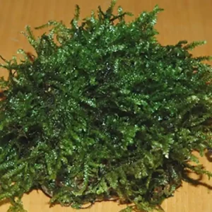 Schneller Versand Javamoos auf Stein (Taxyphyllum barbieri) - ca. 6-7 cm-
