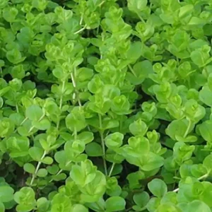 Mega-Angebot Pfennigkraut: Lysimachia nummularia) -Topf-