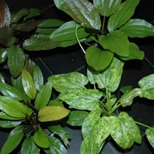 Rabatt Echinodorus Mutterpflanze