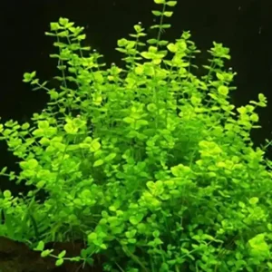 Rundblättriges Perlkraut (Micranthemum umbrosum) Solange Der Vorrat Reicht