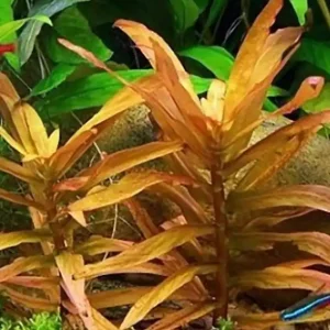 Neuheit Große Cocnacpflanze, Dickstängelige Nesaea (Ammania crassicaulis, früher Nesaea crassicaulis)