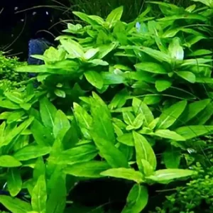 Must-Have Kriechende Staurogyne: Staurogyne Repens