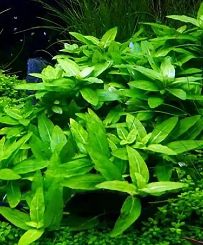 Must-Have Kriechende Staurogyne: Staurogyne Repens