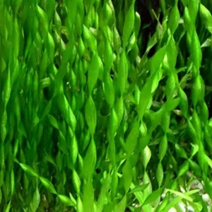 Gedrehte Vallisnerie: Vallisneria asiatica/krul Versand Am Gleichen Tag