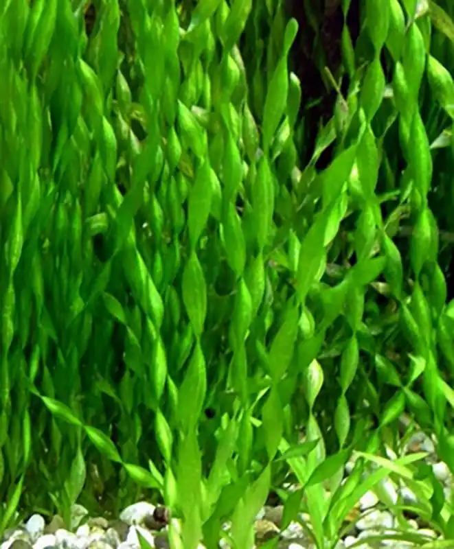 Gedrehte Vallisnerie: Vallisneria asiatica/krul Versand Am Gleichen Tag