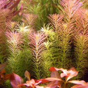 Direkt Vom Hersteller Rötliches Mooskraut: Rotala wallichii/ long leaf