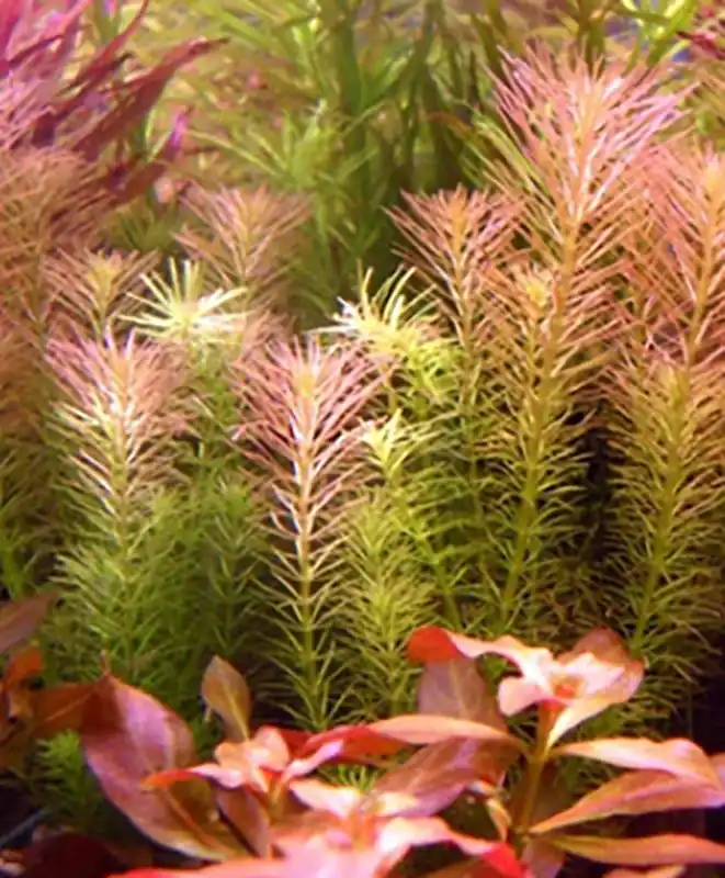 Direkt Vom Hersteller Rötliches Mooskraut: Rotala wallichii/ long leaf