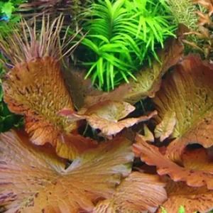Nur Für Kurze Zeit Roter Tigerlotus: Nymphaea lotus 'Rot' -Knolle mit 2-3 kleinen Blättern-