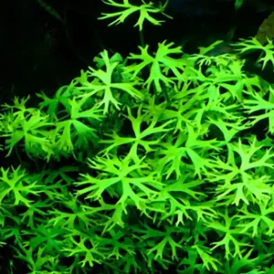 Geprüft Fluss Hahnenfuss: Ranunculus inundatus