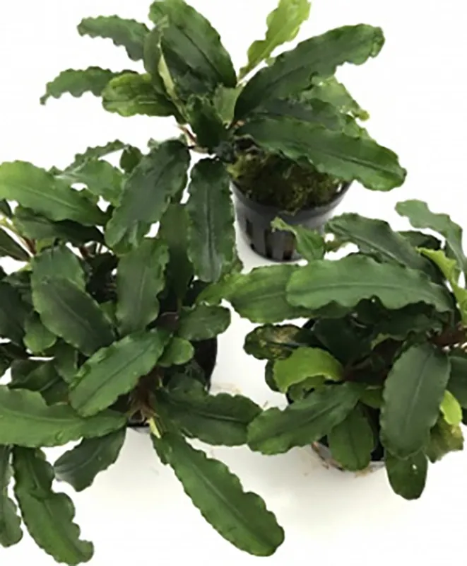 Nur Heute Bucephalandra sp. Sedakau Green Wavy