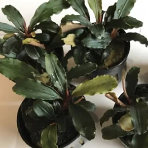 Bucephalandra sp. Theia Nur Heute