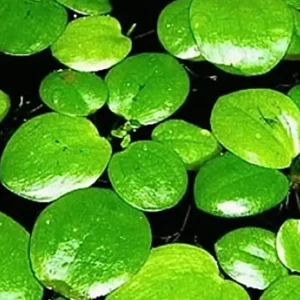 Jetzt Kaufen Südamerikanischer Froschbiss: Limnobium laevigatum -Schwimmpflanze-