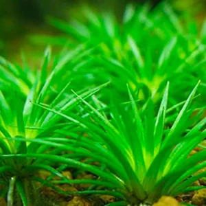 Beliebt Eriocaulon cinereum