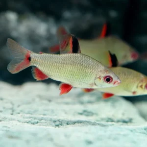 kleiner Rotflossen Geradsalmler (Distichodus noboli) Billig