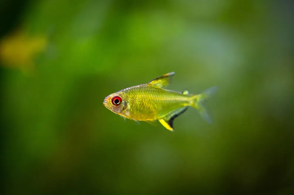 Zitronensalmler, Schönflossensalmler (Hyphessobrycon pulchripinnis) Aktuell