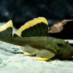 Preiswert L47 Prachtharnischwels (L047 Baryancistrus chrysolomus)