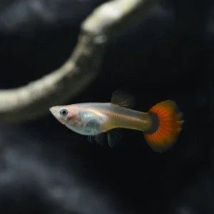 Billig 5 x Guppy Weibchen Mix Rot