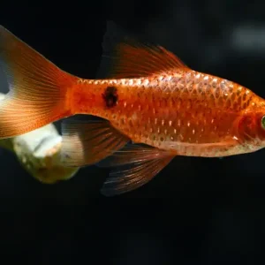 Abverkauf Schleierprachtbarbe (Barbus conchonius DNZ)