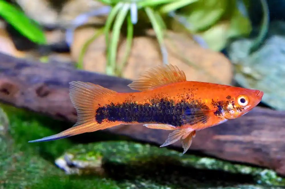 Ausverkauf Schwertträger Tuxedo (Xiphophorus helleri var.)