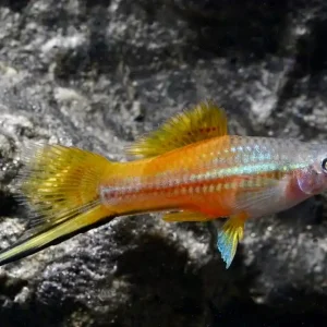 Angebot Schwertträger Neon (Xiphophorus helleri var.)