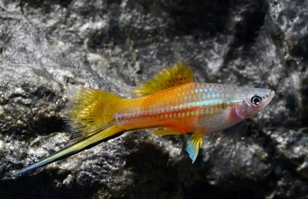 Angebot Schwertträger Neon (Xiphophorus helleri var.)