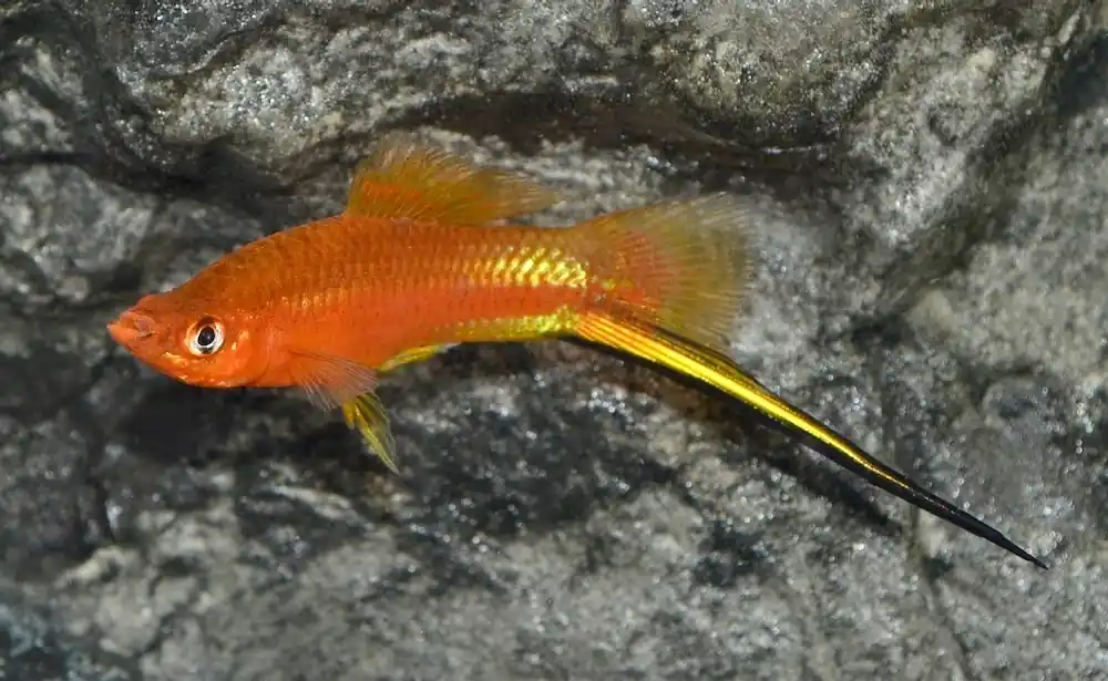 Neu Schwertträger Rot (Xiphophorus helleri var.)