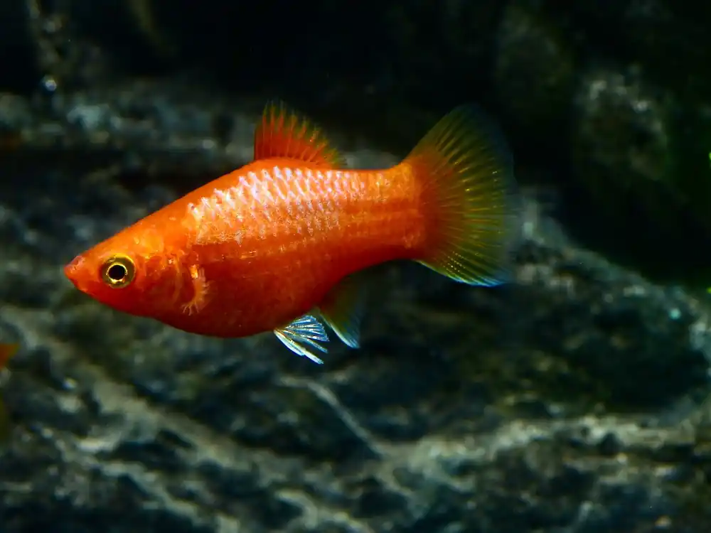 Jetzt Kaufen Gold Glowlight Platy (Xiphophorus maculatus var.)