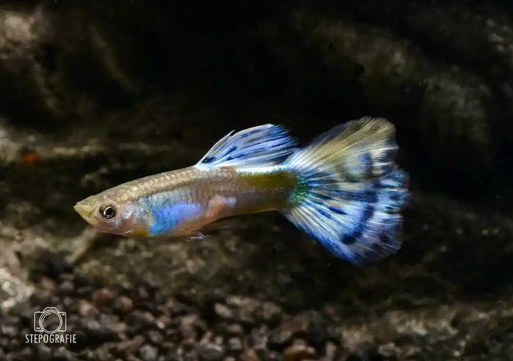 Online Kaufen Guppy Blue Mosaic (Poecilia reticulata var.)