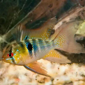 Schmetterlingsbuntbarsch Longfin (Microgeophagus ramirezi var. longfin) Bestpreis