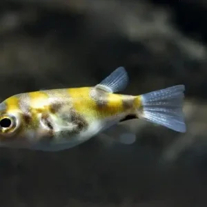 Assel Kugelfisch (Colomesus asellus) Begrenztes Angebot