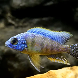 Malawi Buntbarsch (Protomelas fenestratus steveni eastern) Direkt Vom Hersteller