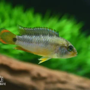 Panda-Zwergbuntbarsch (Apistogramma nijsseni) Preiswert