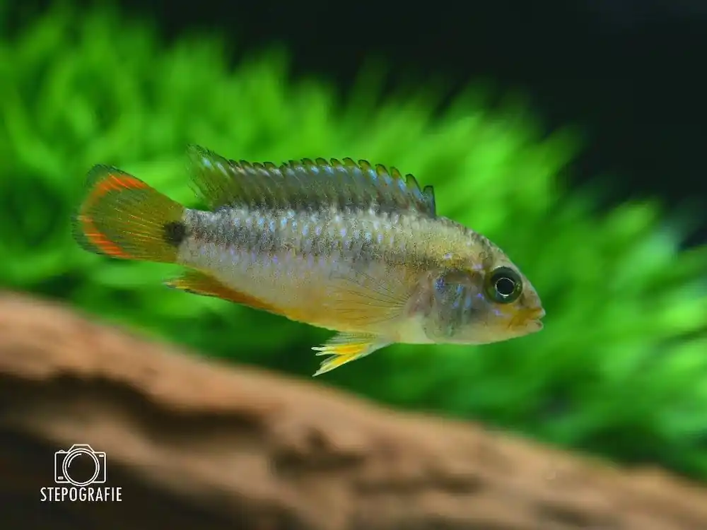 Panda-Zwergbuntbarsch (Apistogramma nijsseni) Preiswert