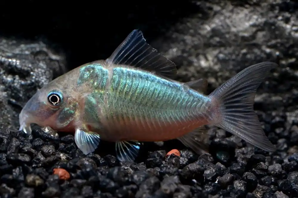 Zertifiziert Smaragd-Panzerwels (Corydoras/Brochis splendens)