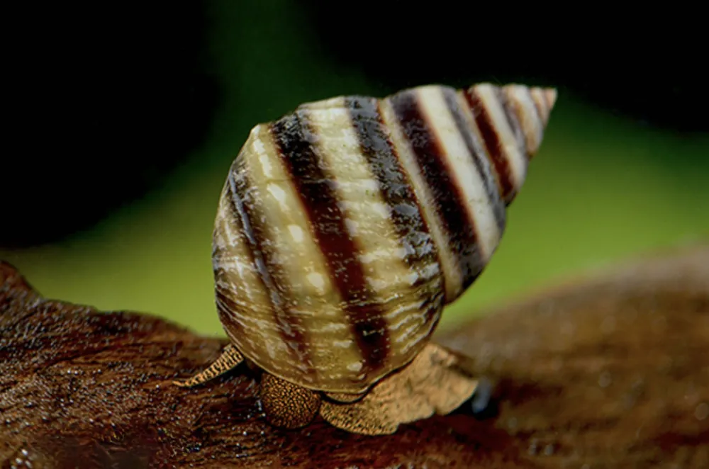 Bestpreis Pianoschnecke (Taia naticoides)