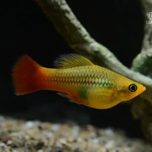 Papageienplaty (Xiphophorus var.) Knallerangebot